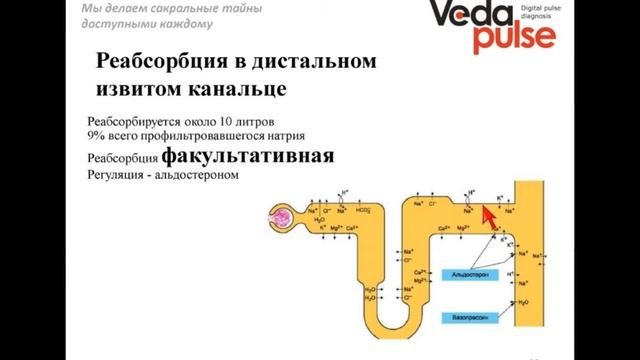 Физиология почки и водно-солевого обмена