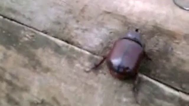 рогатый жук смотреть онлайн