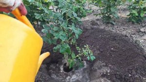 Посадка роз с закрытой корневой системой Питомник Гарант
