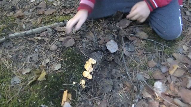 Тихая Охота! Вперёд на Поиски Лисичек! Первые Июльские Грибы Набирают Оборот! смотреть онлайн