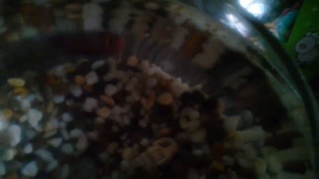 Рыба петух спит смотреть онлайн