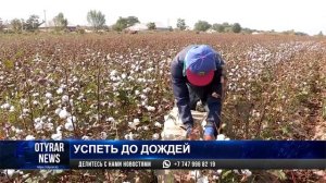 Хлопчатник не поспел вовремя: прогнозы на урожай