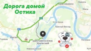 Остик едет домой!