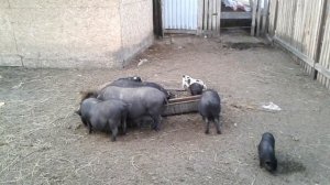 В каком возрасте вьетнамский кабан может крыть свиноматку? Шок!!!