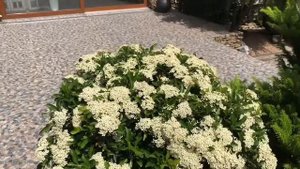 Пираканта на участке