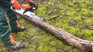Stihl MS 212 | First Time in the Woods | Erster Waldeinsatz