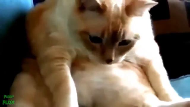 самые новые и смешные ролики про животных 2 01 смотреть онлайн