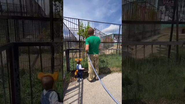 Львина Ангелина помогает Олегу Зубкову поливать растения и КУПАТЬ ТИГРОВ ! смотреть онлайн