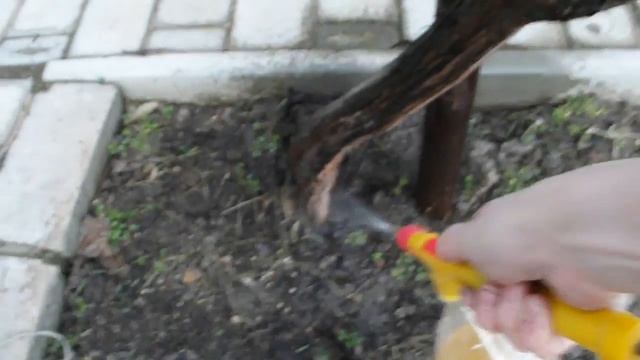 ПЕРВОЕ ОПРЫСКИВАНИЕ ВИНОГРАДА РАННЕЙ ВЕСНОЙ vselennaya uvlesheniy смотреть онлайн