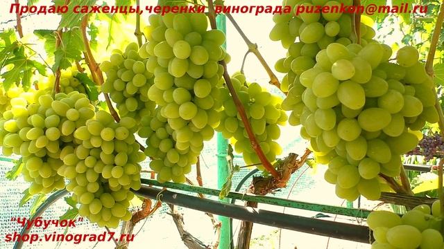 Виноград ВАЛЁК ранний, с ярким мускатом, крупными гроздями, долго лежит в подвале не теряя муската смотреть онлайн