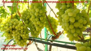 Виноград ВАЛЁК  ранний, с ярким мускатом, крупными гроздями, долго лежит в подвале не теряя муската