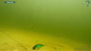 Воблеры кренки - приманка, которую стоит попробовать💯👍🎣