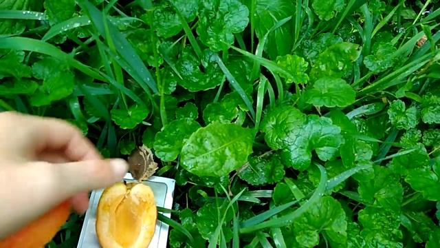 Абрикос Сирена и Харгранд смотреть онлайн