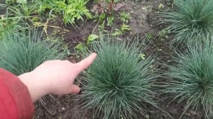 Овсяница (фестука) как живой бордюр быстро и за копейки