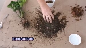 Пересадка замиокулькаса Зенши (зензи)