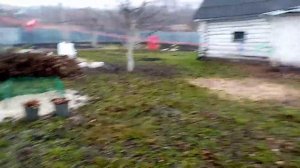 Как Подрос ГРЕЦКИЙ ОРЕХ. УКРЫВАЮ ОРЕХ на ЗИМУ.How a WALNUT grows.  04.11.2019г.