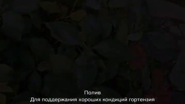 Гортензия Мэджикал Кэндл — уход и посадка сорта в открытый грунт