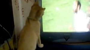 Кот смотрит футбол
