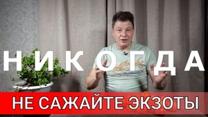 НИКОГДА не сажайте экзотические сорта томата, потом пожалеете как и я