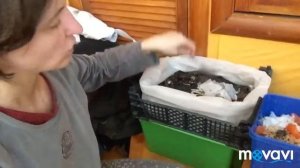 Система вермикомпостирования в домашних условиях