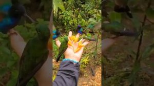 Райское пение птиц ? Пение РАйских птиц #youtube #youtubeshorts #love #travel #video