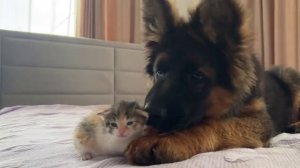 Щеночек любит маленького котёночка
