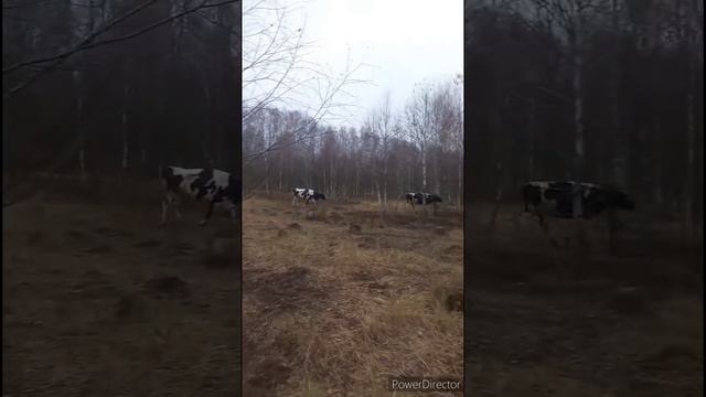 Я люблю тебя Россия. Мои коровки. смотреть онлайн