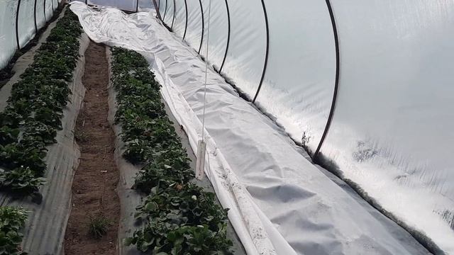 Клубника в парниках. Разница 60 и 42 агроспан. смотреть онлайн