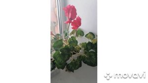 Собираю семена с Персидского Цикламена