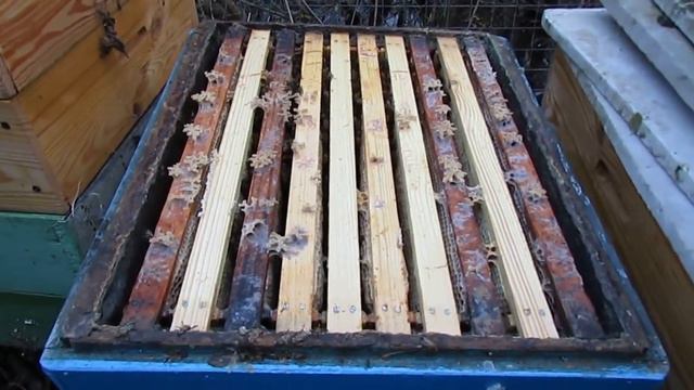 обработка пчел бипином в Подмосковье, в ноябре 2020 года смотреть онлайн