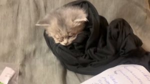 VLOG : ПЕРВЫЕ ДВА ДНЯ НАЙДЕННОГО НА УЛИЦЕ КОТЕНКА