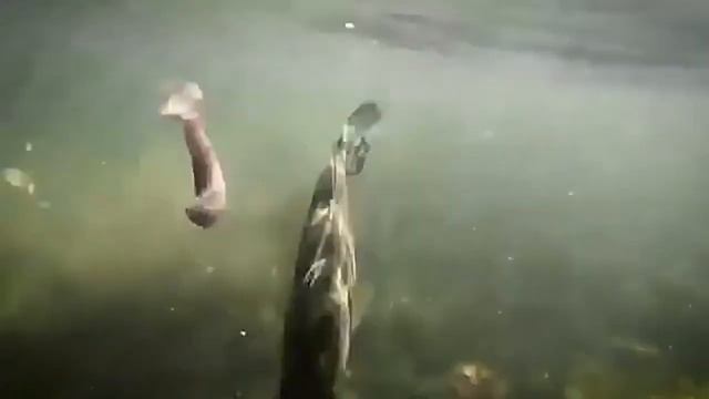 Большой выбор товаров для рыбалки https://clck.ru/rmfcU смотреть онлайн