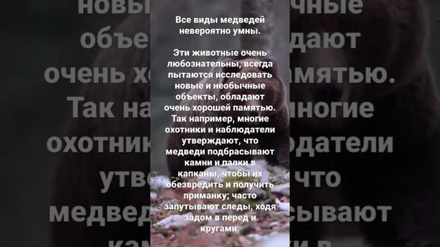 Все виды медведей невероятно умны.