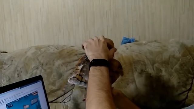 Сова сипуха Играет с людьми как кошка