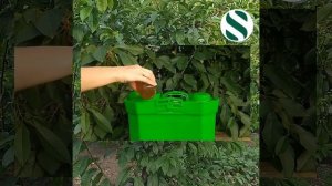 Уход за сливой в летний период.