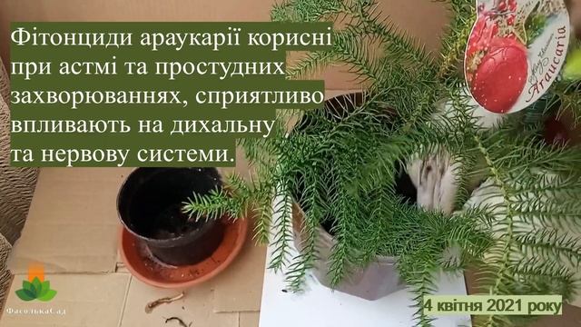 Араукарія. Кімнатна ялинка. Вирощування та догляд./Araucaria. Home spruce. Growing and caring.