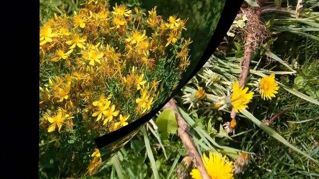 Растворение камней в почках травами. смотреть онлайн