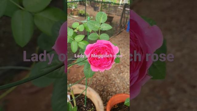 Lady of Megginch rose