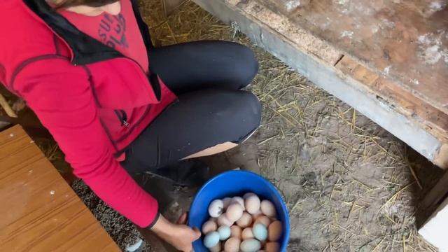 Чтобы куры несушки хорошо неслись