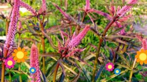 Вероникаструм сибирский Ред Эрроу. Краткий обзор, описание veronicastrum sibiricum Red Arrow