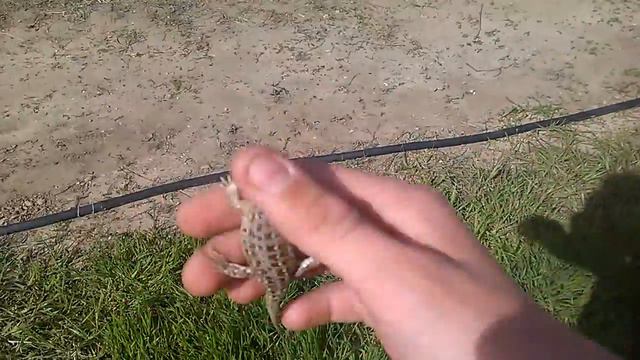 Я и мой ящер Дик! смотреть онлайн