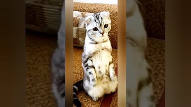 Животные с Тикток||весёлое Тикток||Тикток||Умные животные||animals tiktok