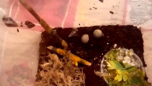 УЛИТКИ-ДРЕВЕСТНИКИ. Пополнение коллекции. смотреть онлайн