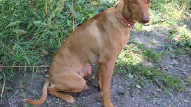 Dog bitten by a common European viper (Vipera berus), day 1 post bite смотреть онлайн