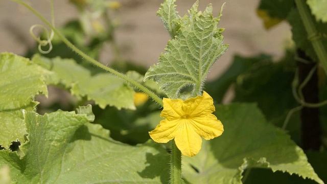 Почему нет завязи на огурцах и что делать смотреть онлайн