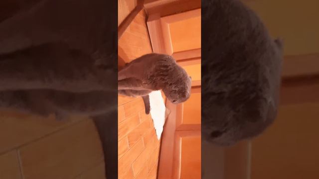 Наблюдение за походом Боси (январь 2021) смотреть онлайн