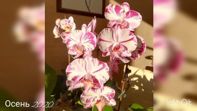 Домашнее цветение орхидеи Magic Art смотреть онлайн