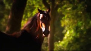 ОЧЕНЬ ГЛУБОКИЙ СТИХ❤ НИКТО  МНЕ НЕ ЗВОНИТ...БЕГУТ ЖИЗНИ КОНИ...  ?☎✖❓➡  ???