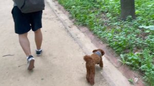 3. Отдыхаем с той - пуделем и мальтипу. Выбор лофта на день рождения в Москве. Собачья распаковка.