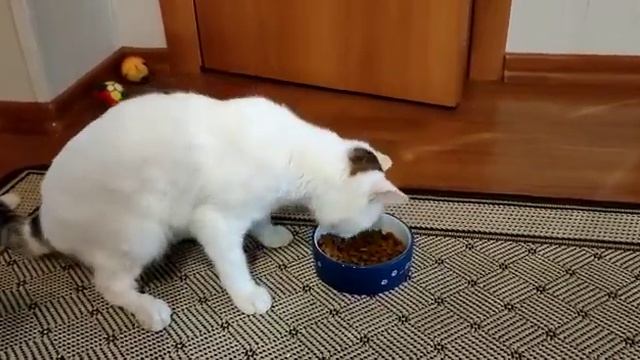 Мозжечковая атаксия у кошки // cerebellum ataxia in cat смотреть онлайн